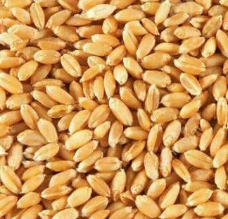 wheat