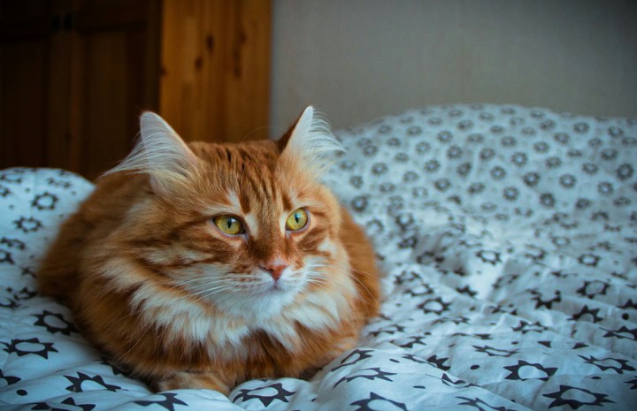 sweety