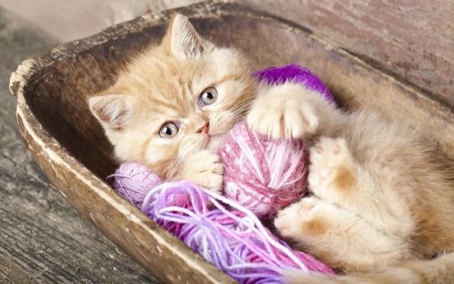 Kitty