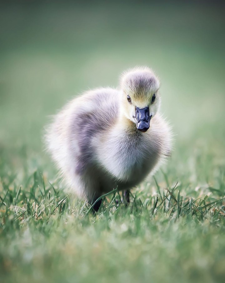 Cygnet