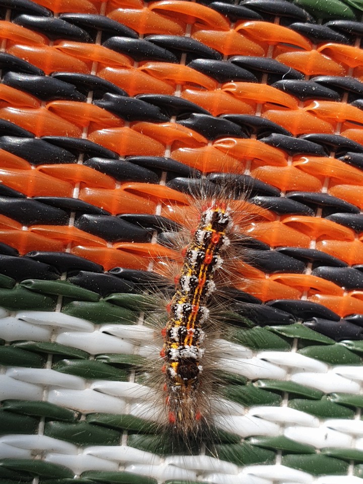 camouflage