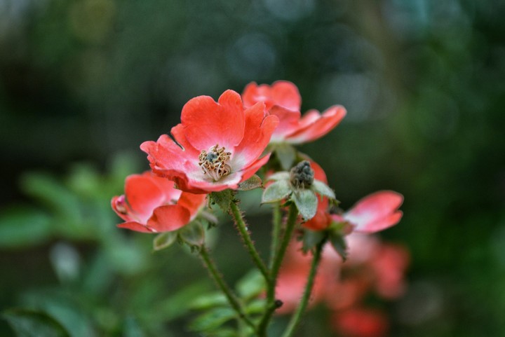 red flowers