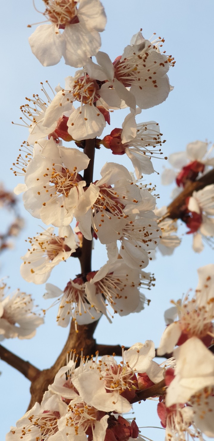 apricot blossom