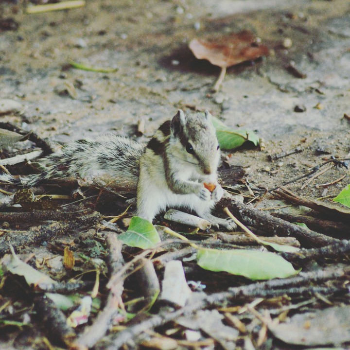 squirrel