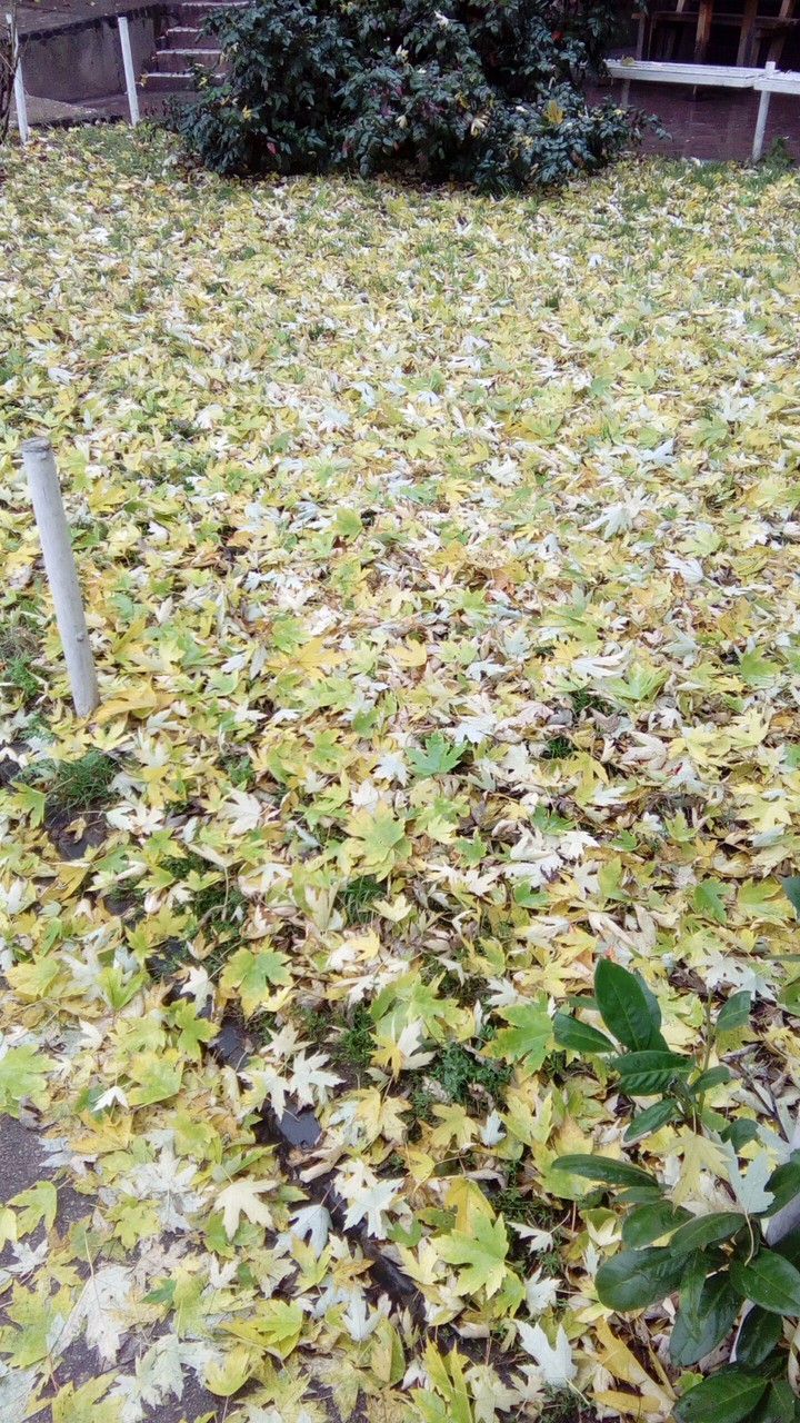 autumn