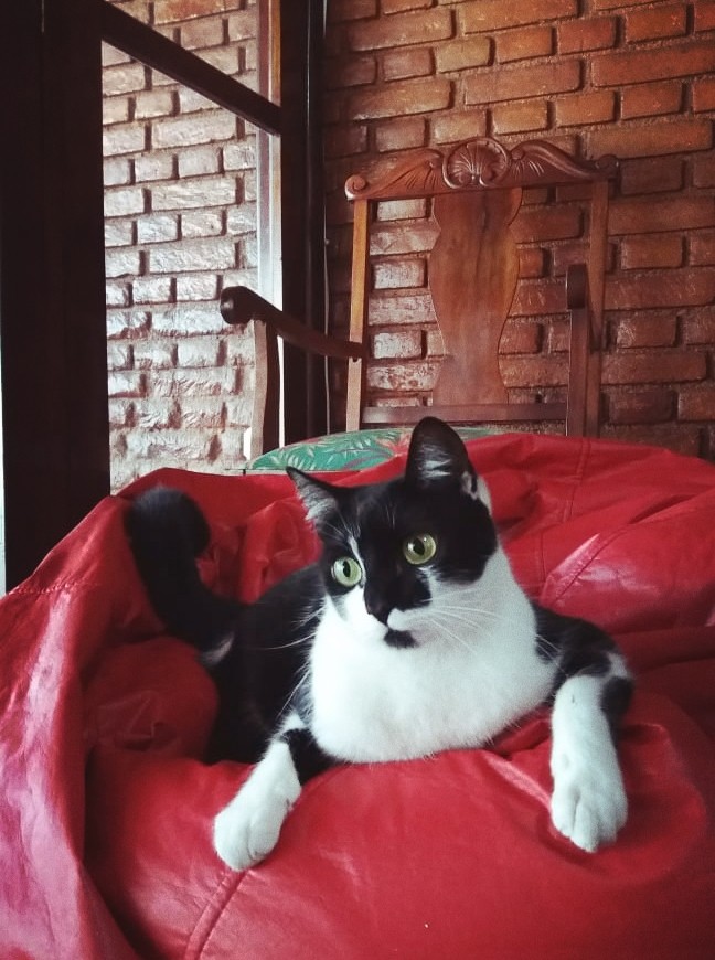 Mika