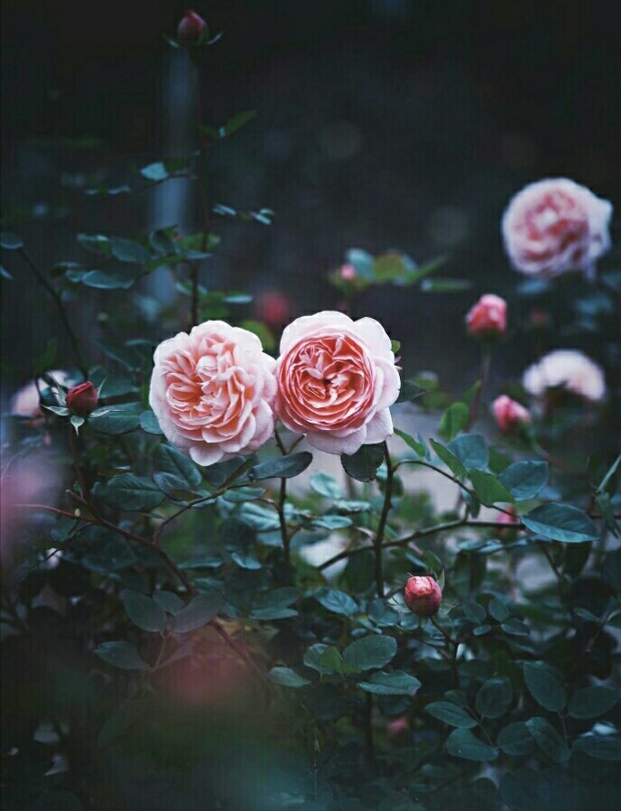 rose