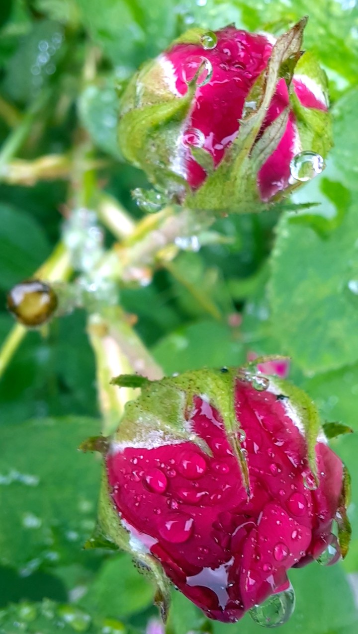 rainy rose-rainyday10