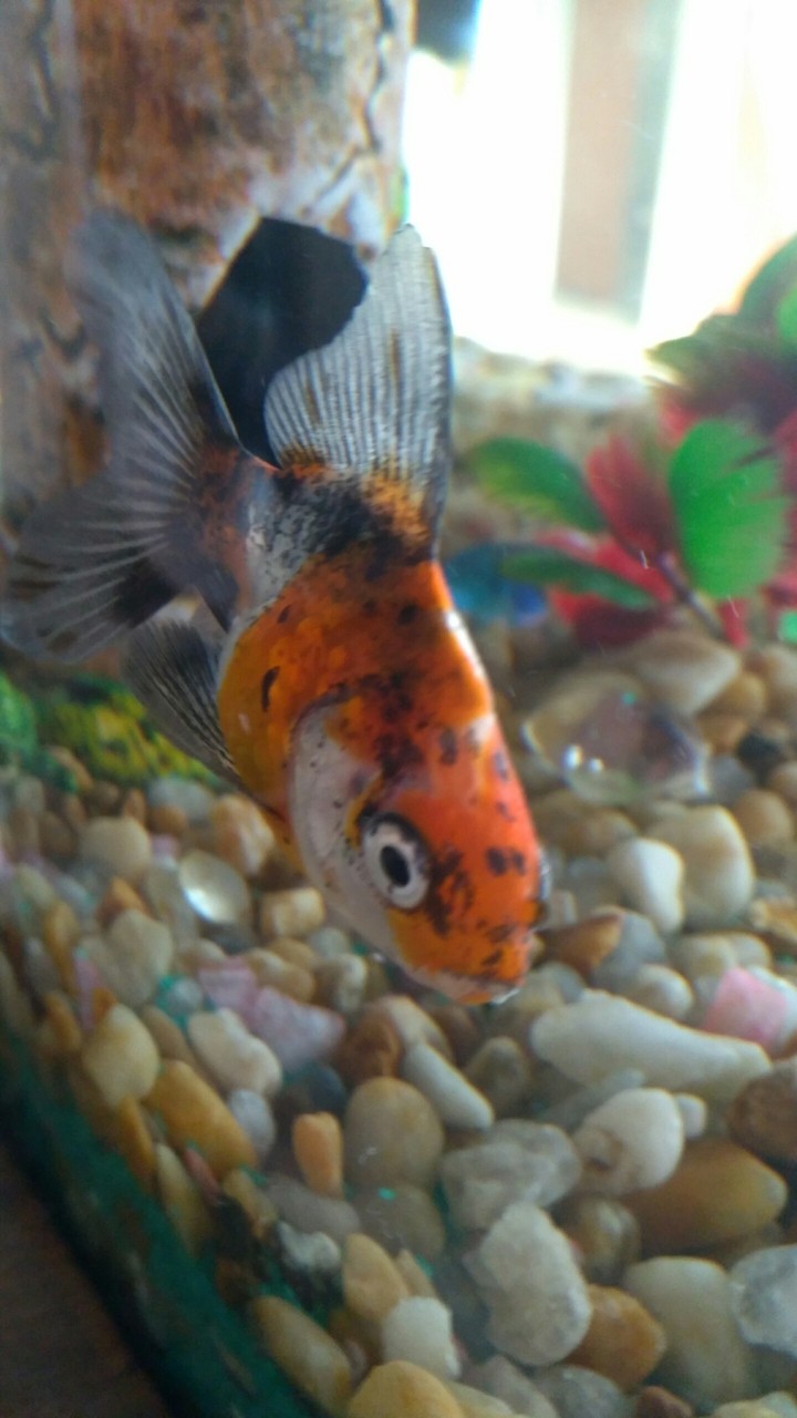 peixe/ é o "Colorido"