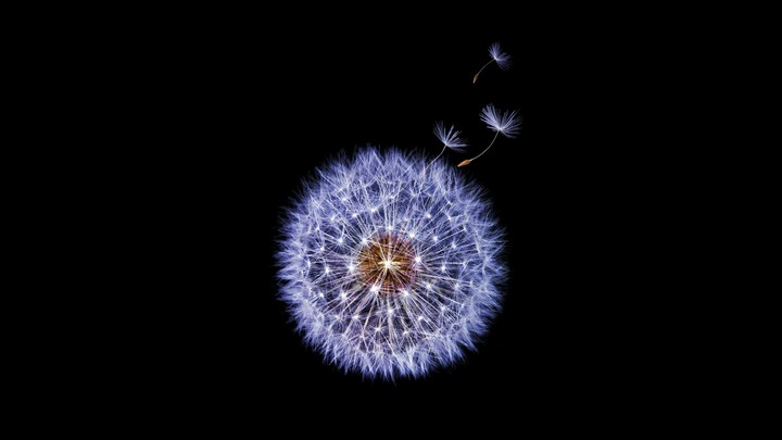 Dandelion flower Samsung Galaxy S9 Stock 4K