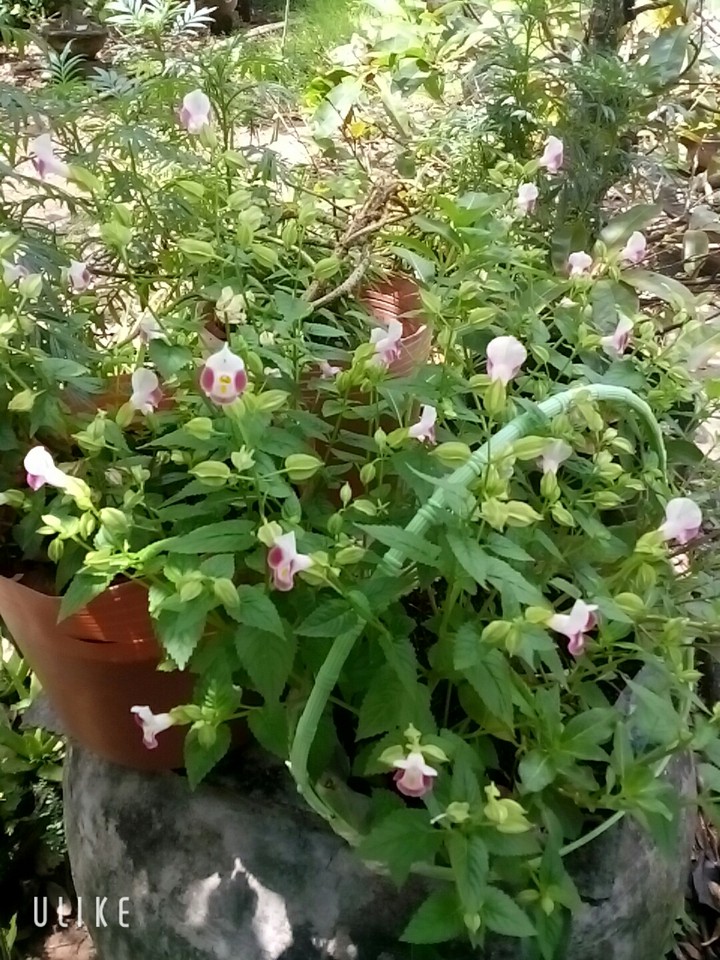 The flower