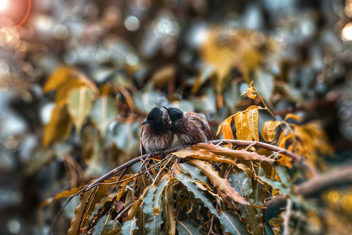 bird love
