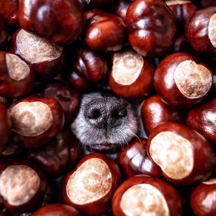 Каштановый нос)))