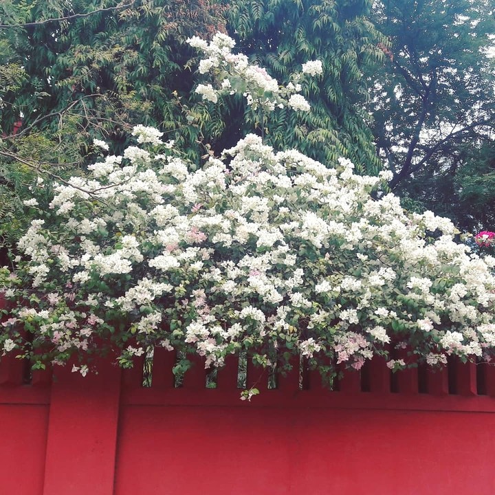 white flowers