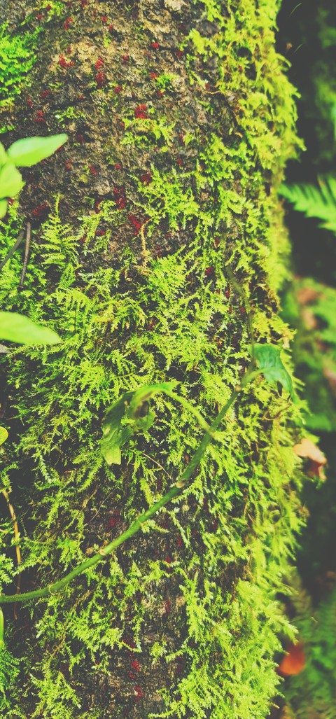 Autumm moss