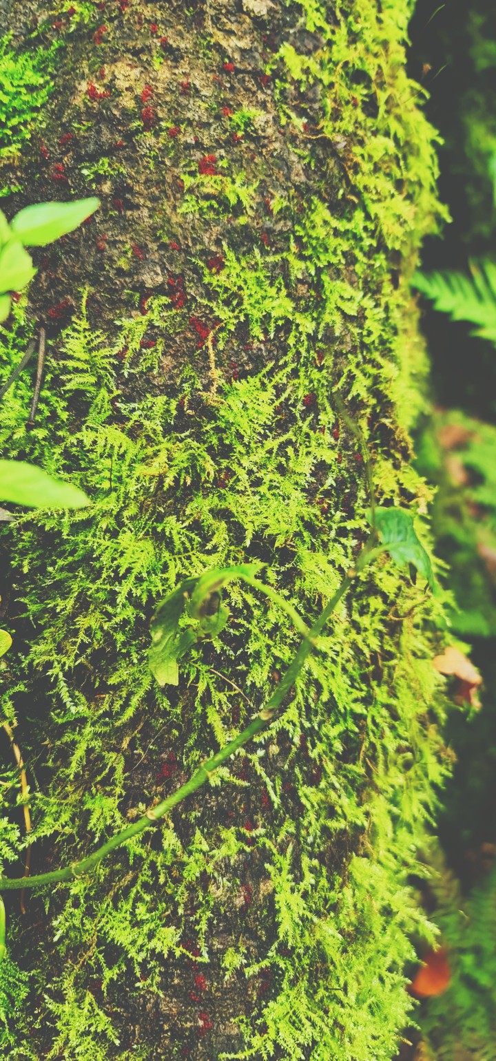 Autumm moss