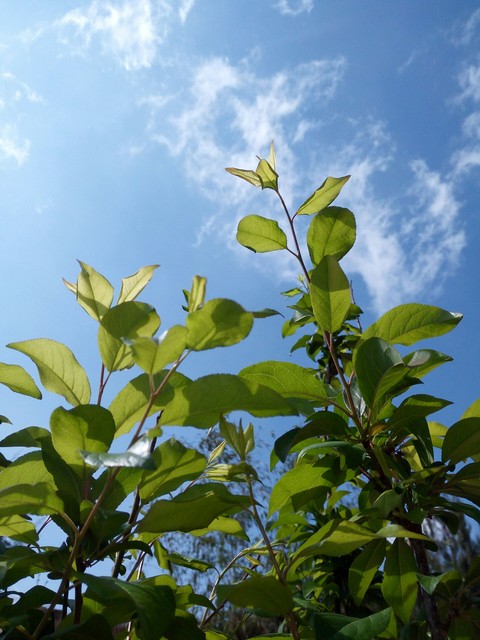 tree