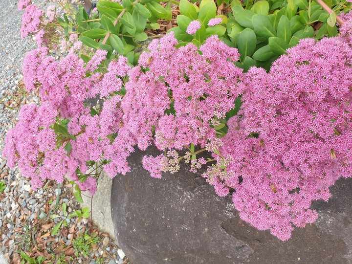 꽃