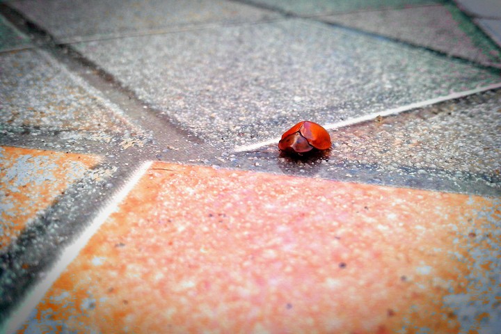 Little Ladybird