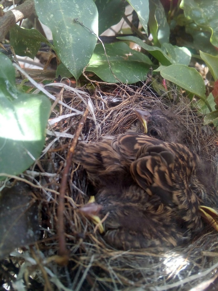 hermoso nido de pájaros bebés