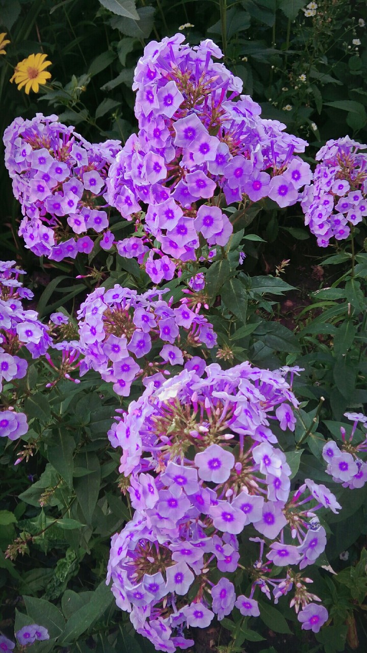 lavender