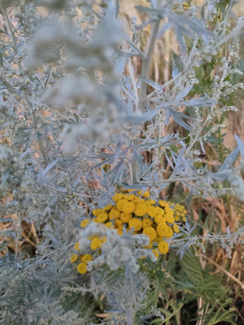 цветок