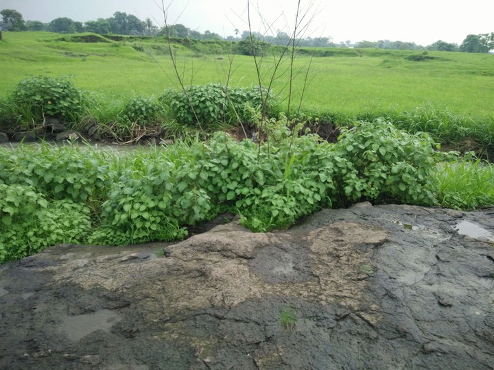 Bushes