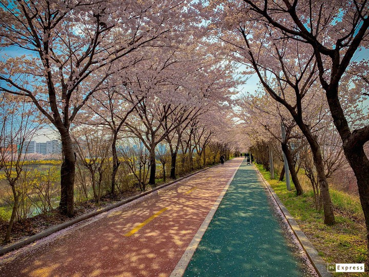 sakura