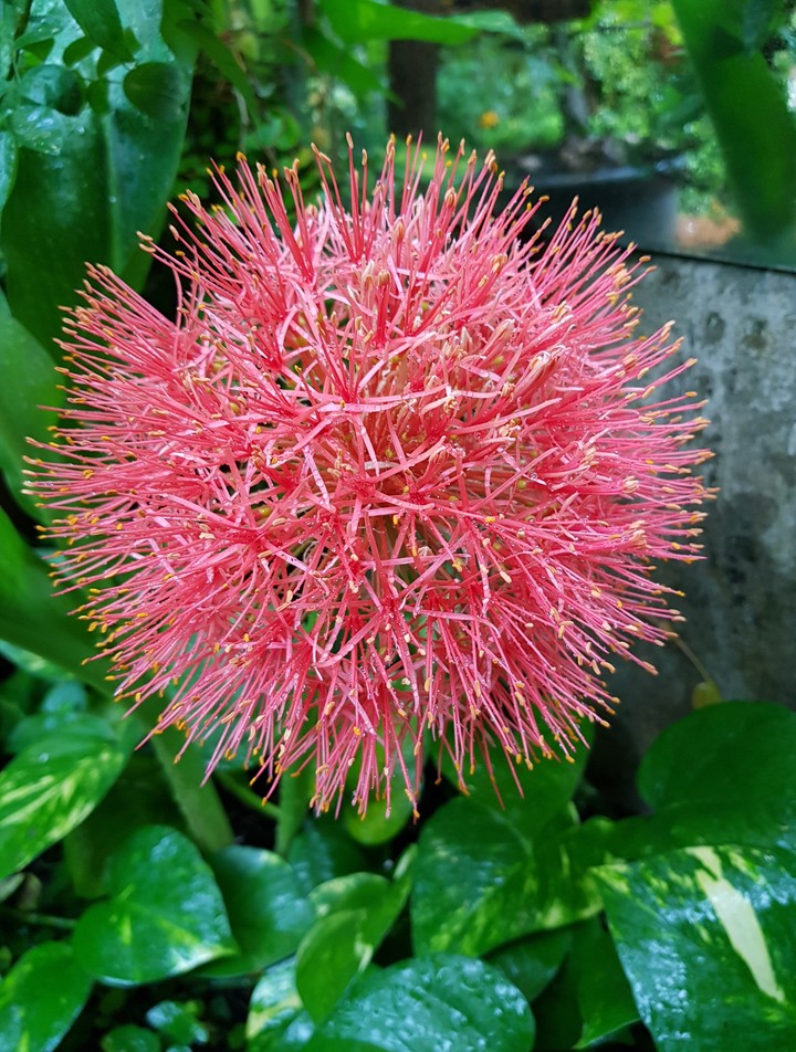 Sân vườn