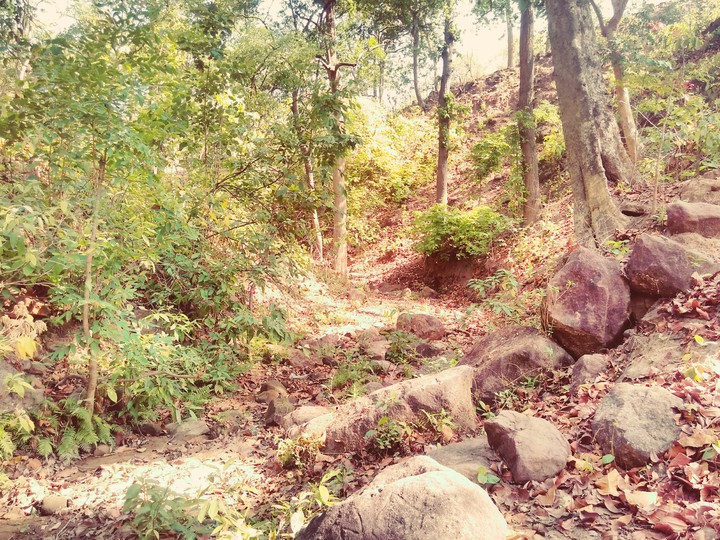 forest
