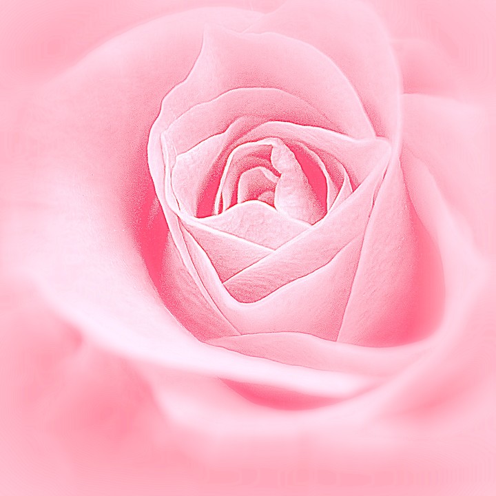 장미