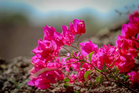 pink flowers