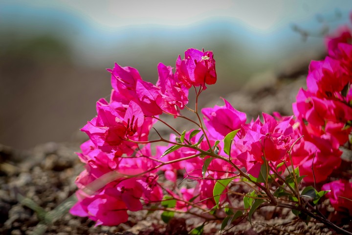 pink flowers