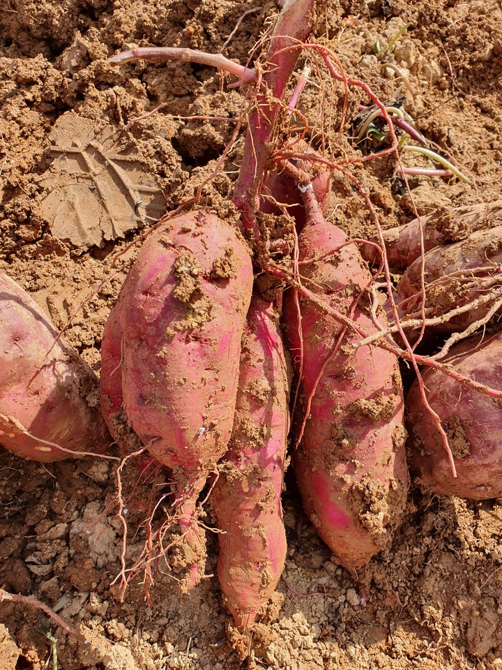 sweet potato 고구마