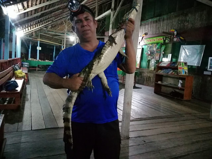 cocodrilo amazonas Colombia