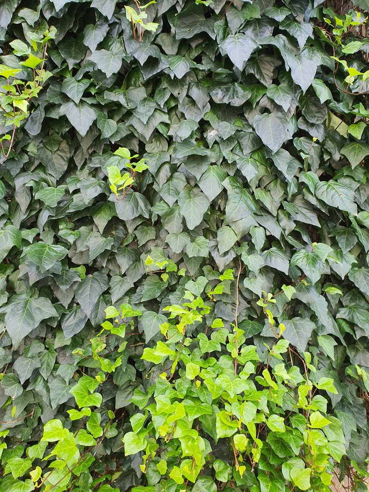ivy