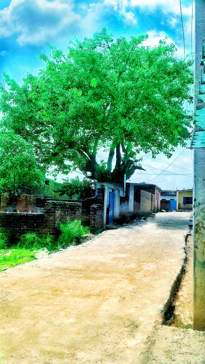 wonderful tree
