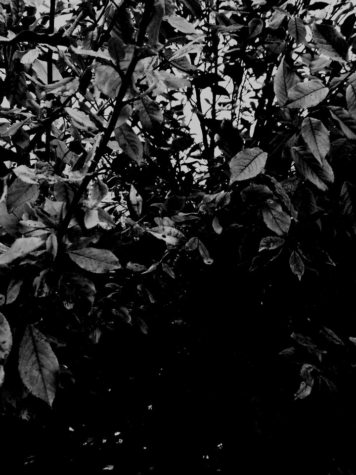 Dark leaves