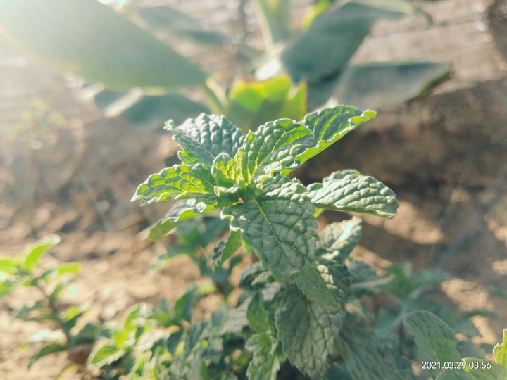 greenery