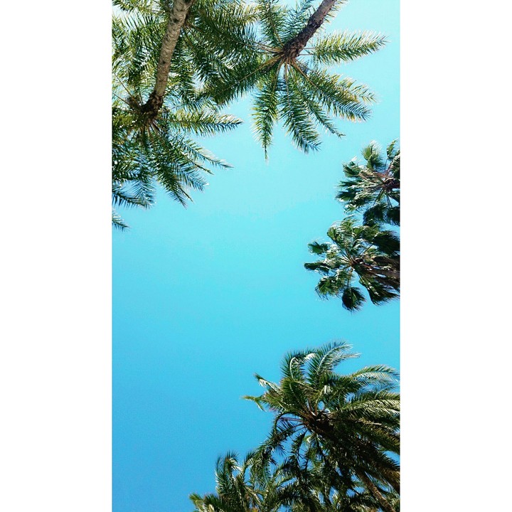 Palm Tree Breeze