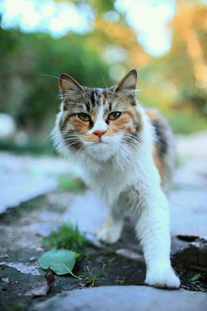 cat