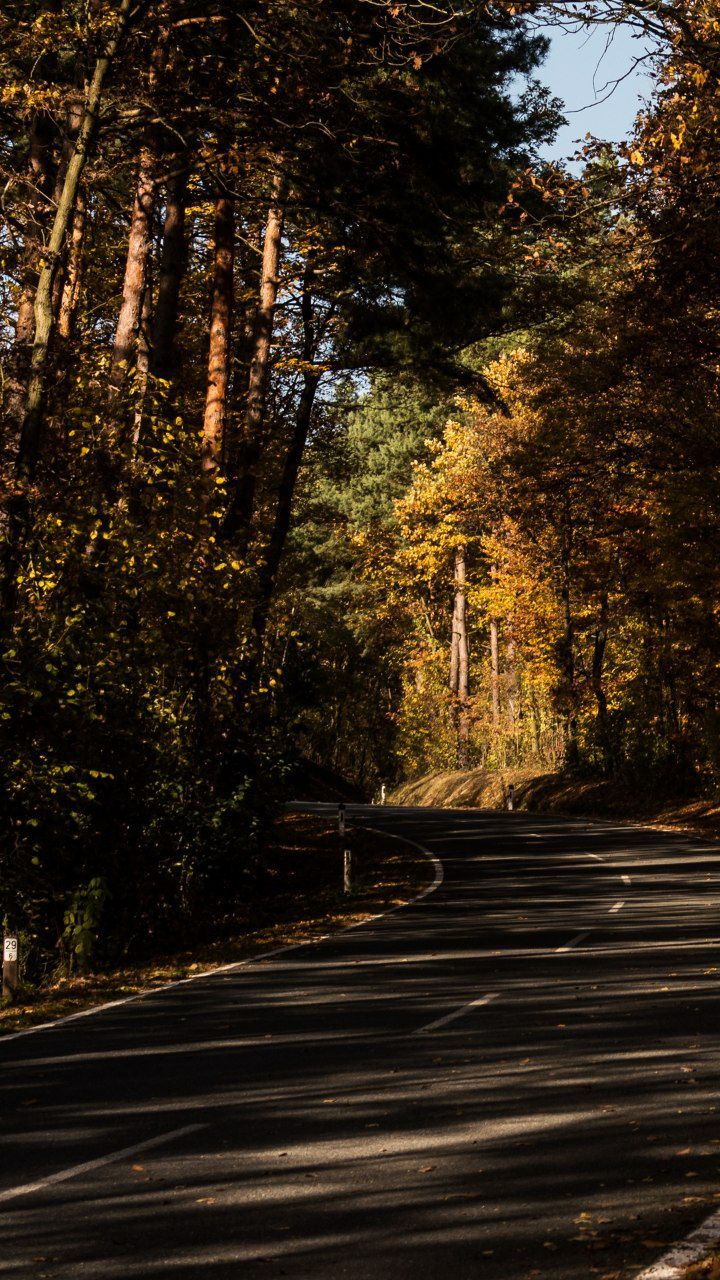 Jungle Road