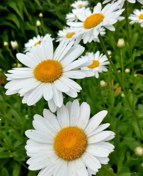 بدون عنوان