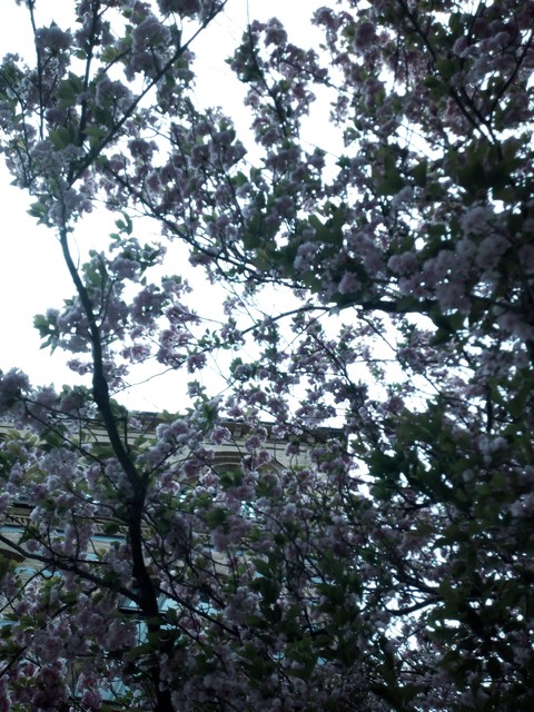 spring