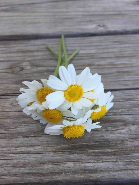 daisy