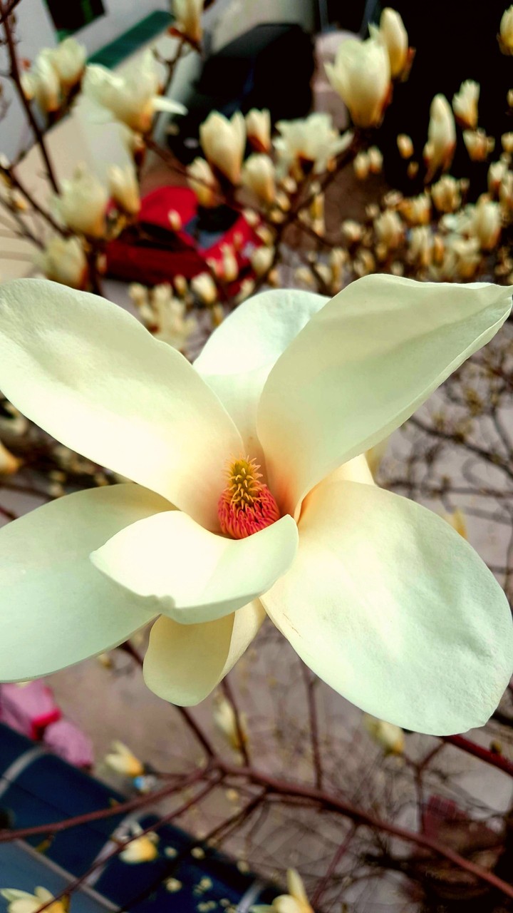 Flower