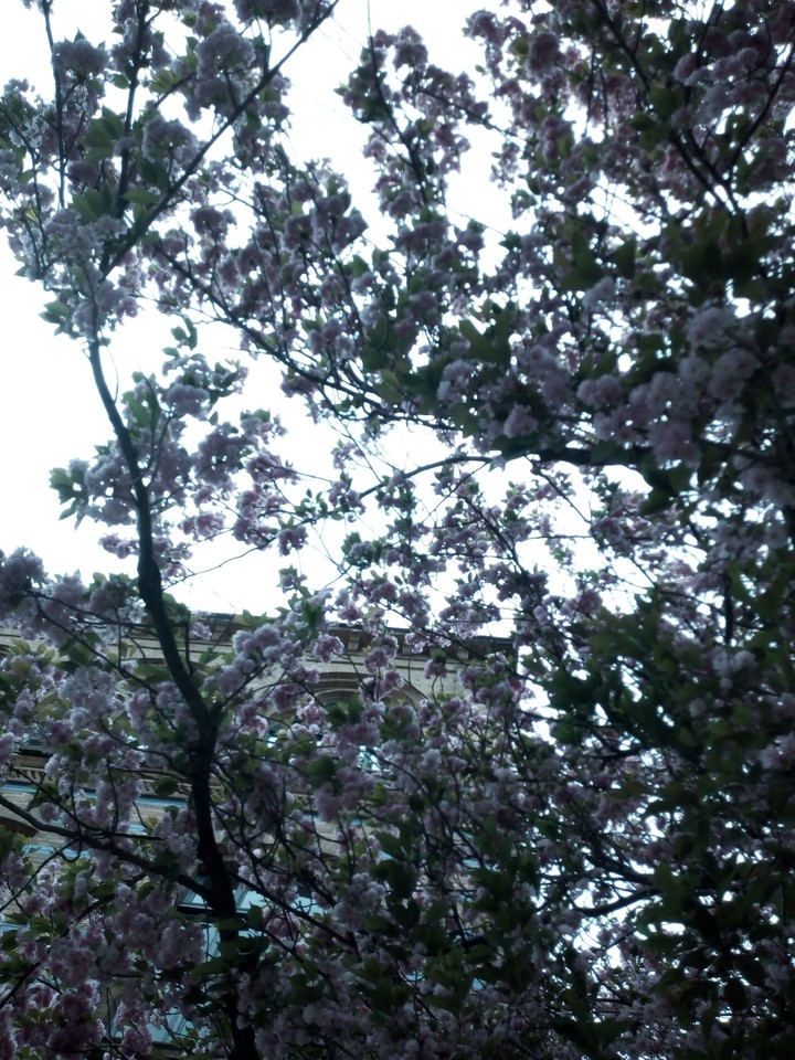 spring