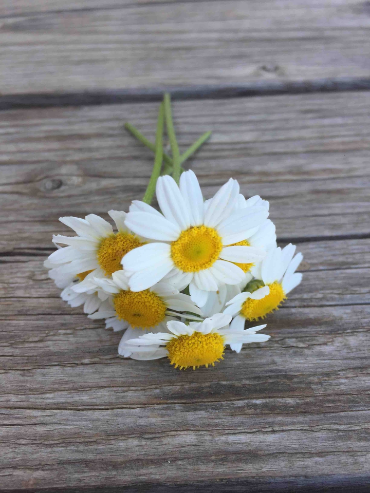 daisy