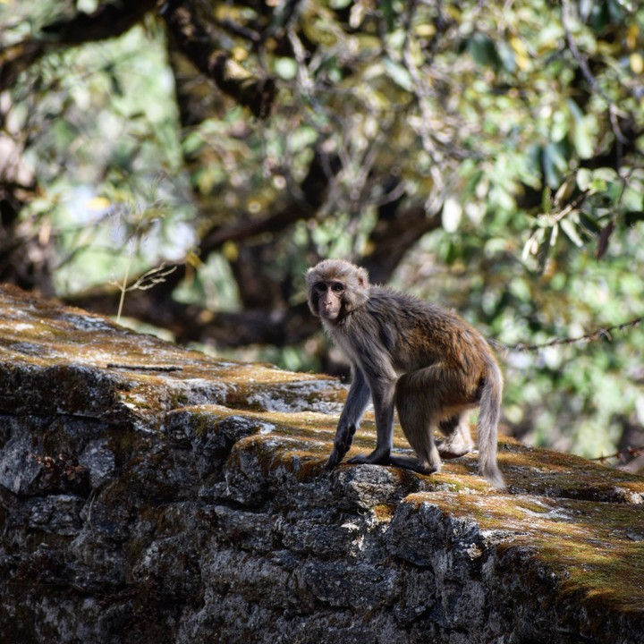 monkey