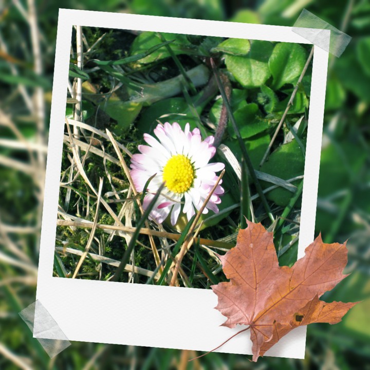daisy